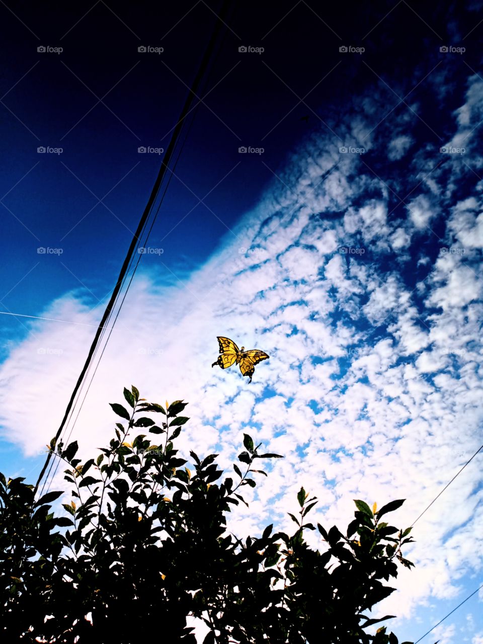 buterfly fly away kite