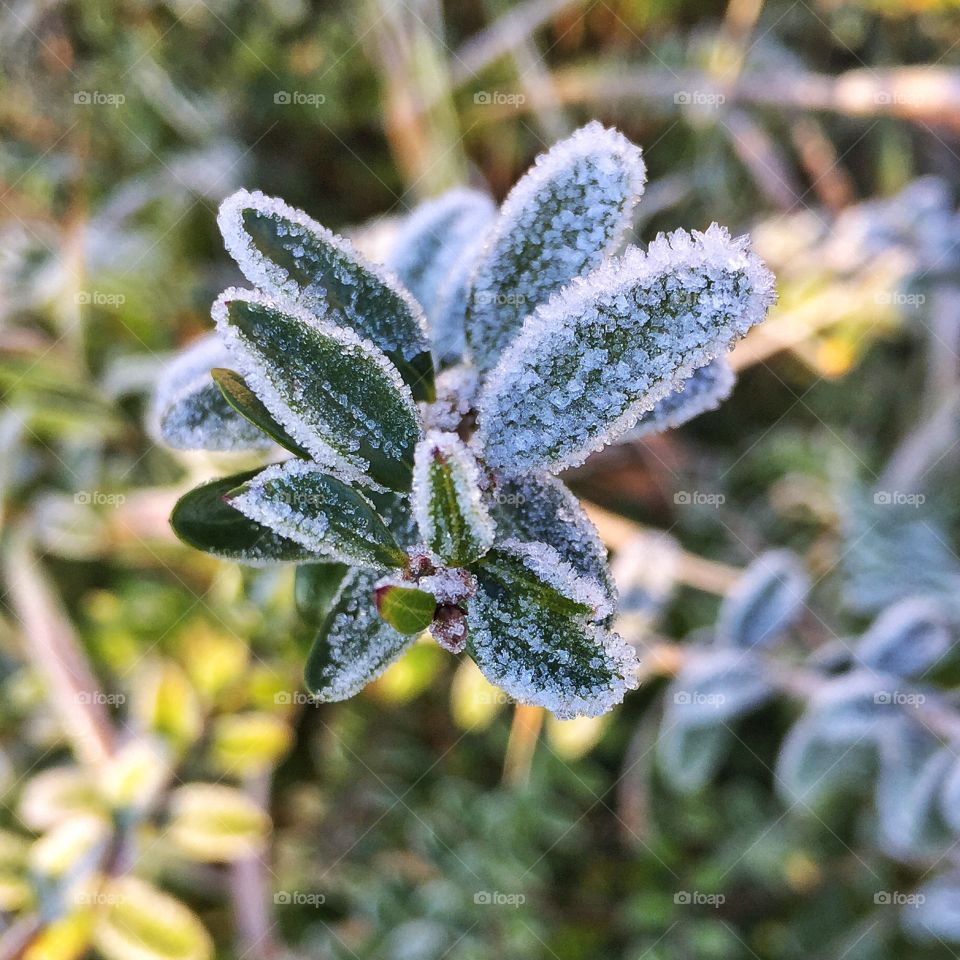 High angle view of frost on leaves