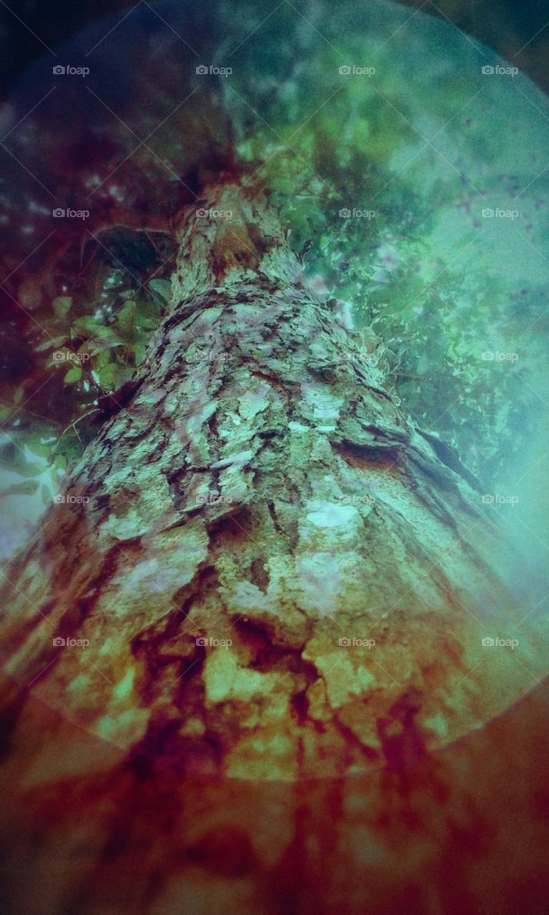 tree trunk