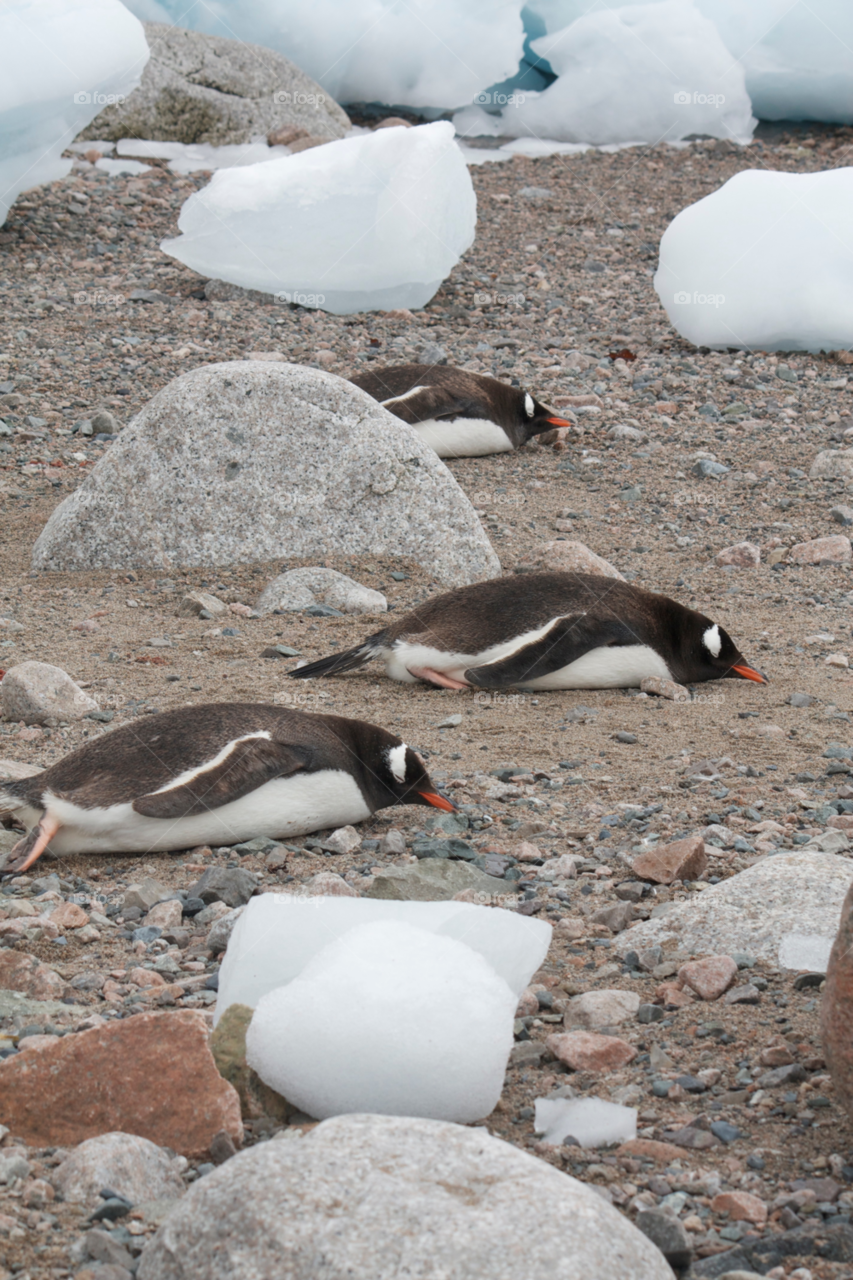 sleeping tired penguins antarctic by ntiffin72
