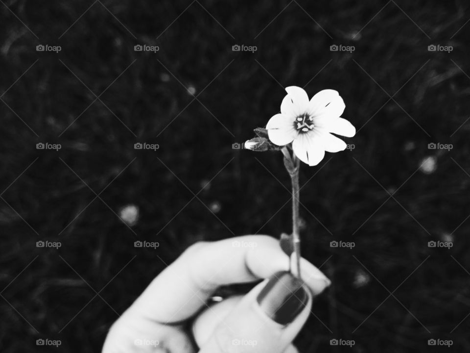 Flower, No Person, One, Nature, Flora