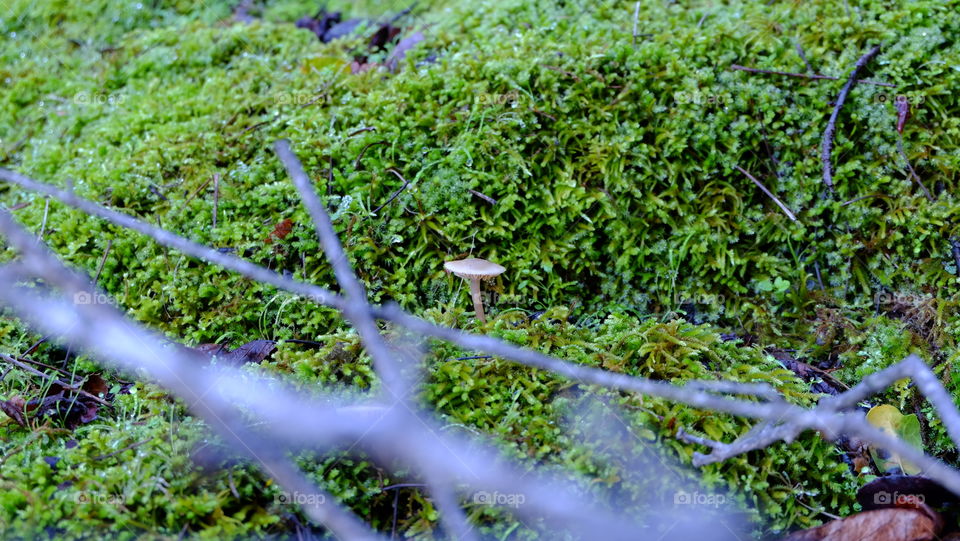 Tiny mushroom growing on moss