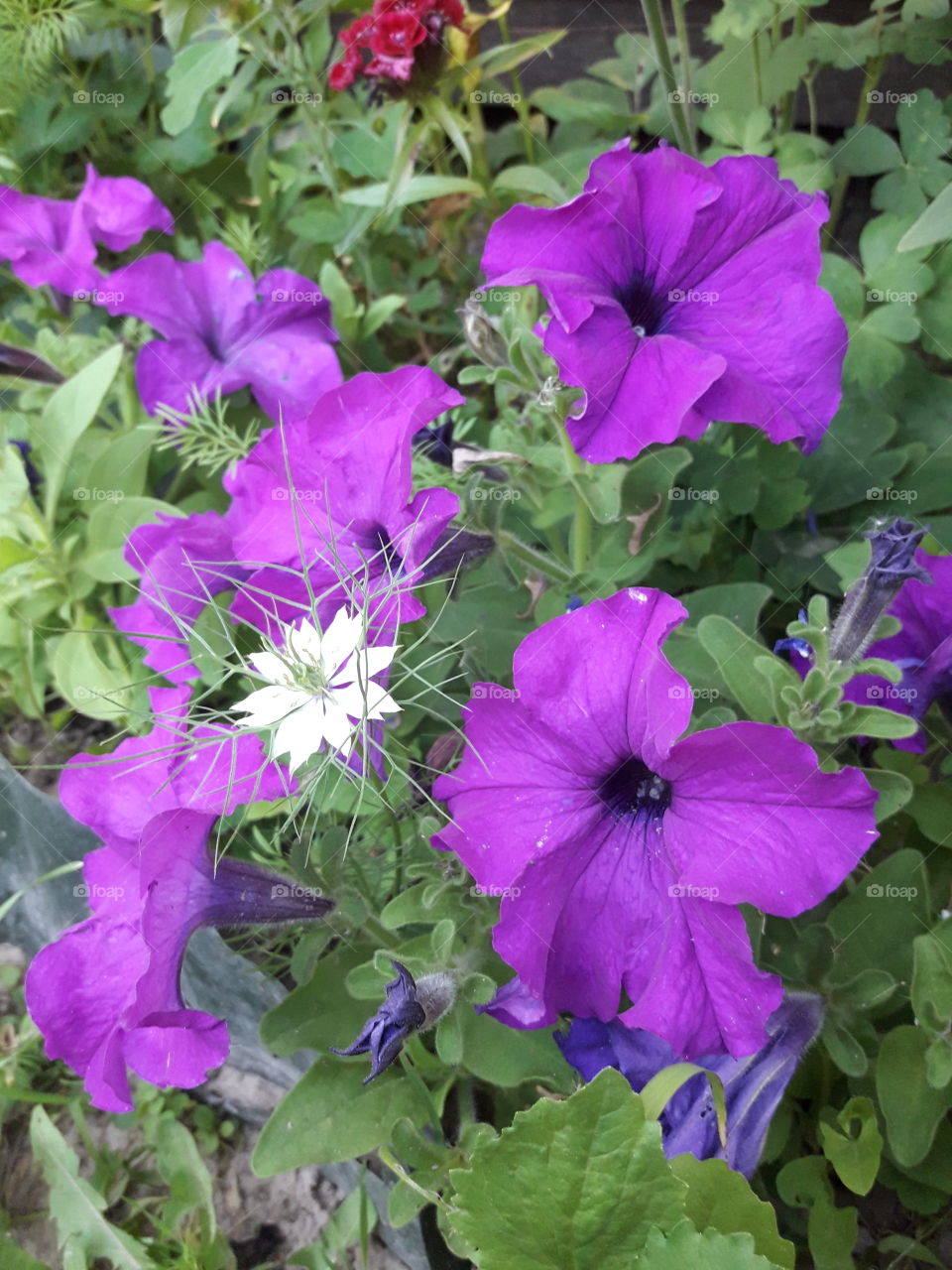 macro purple flowers botanical