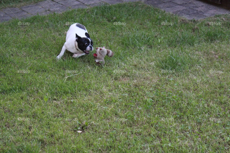 dog playing