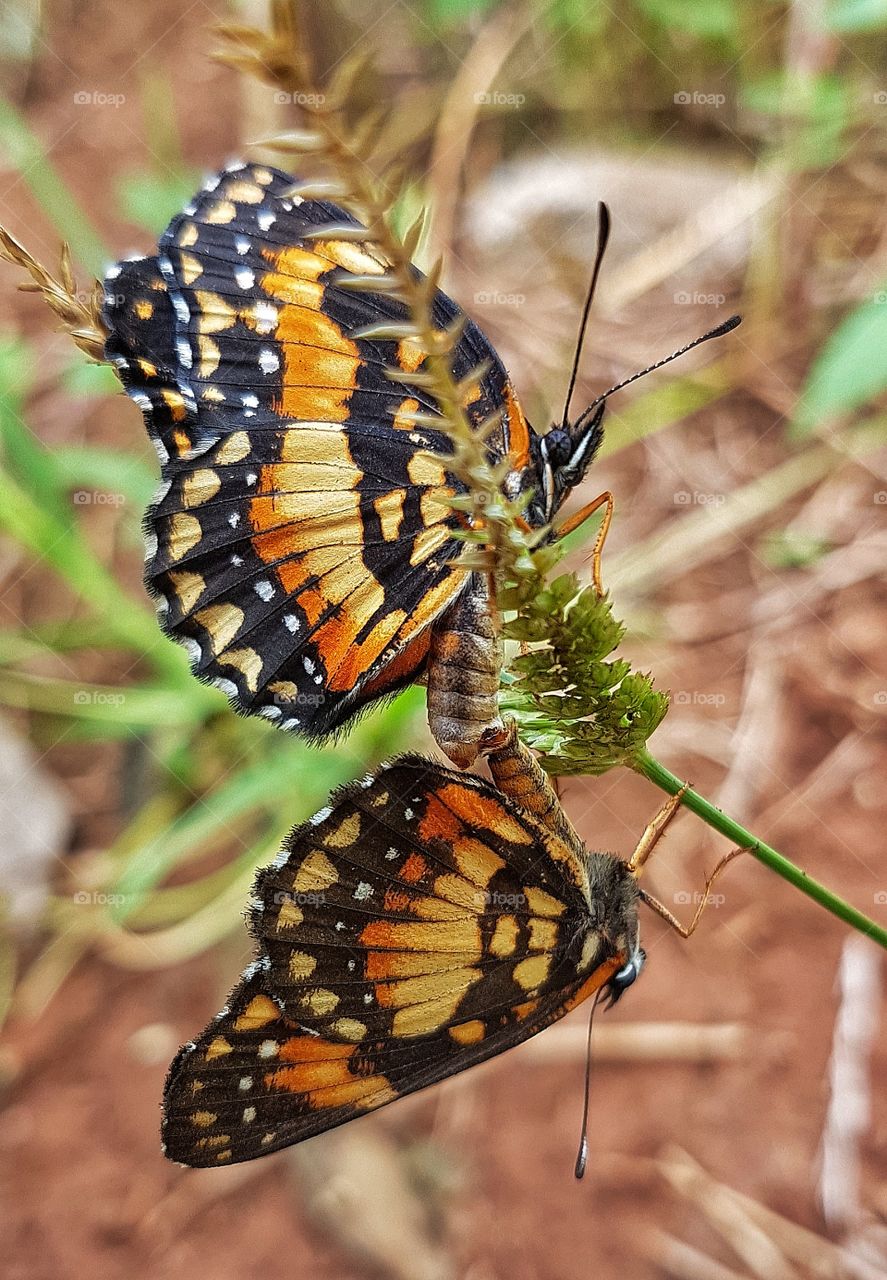 Butterfly mating on plant