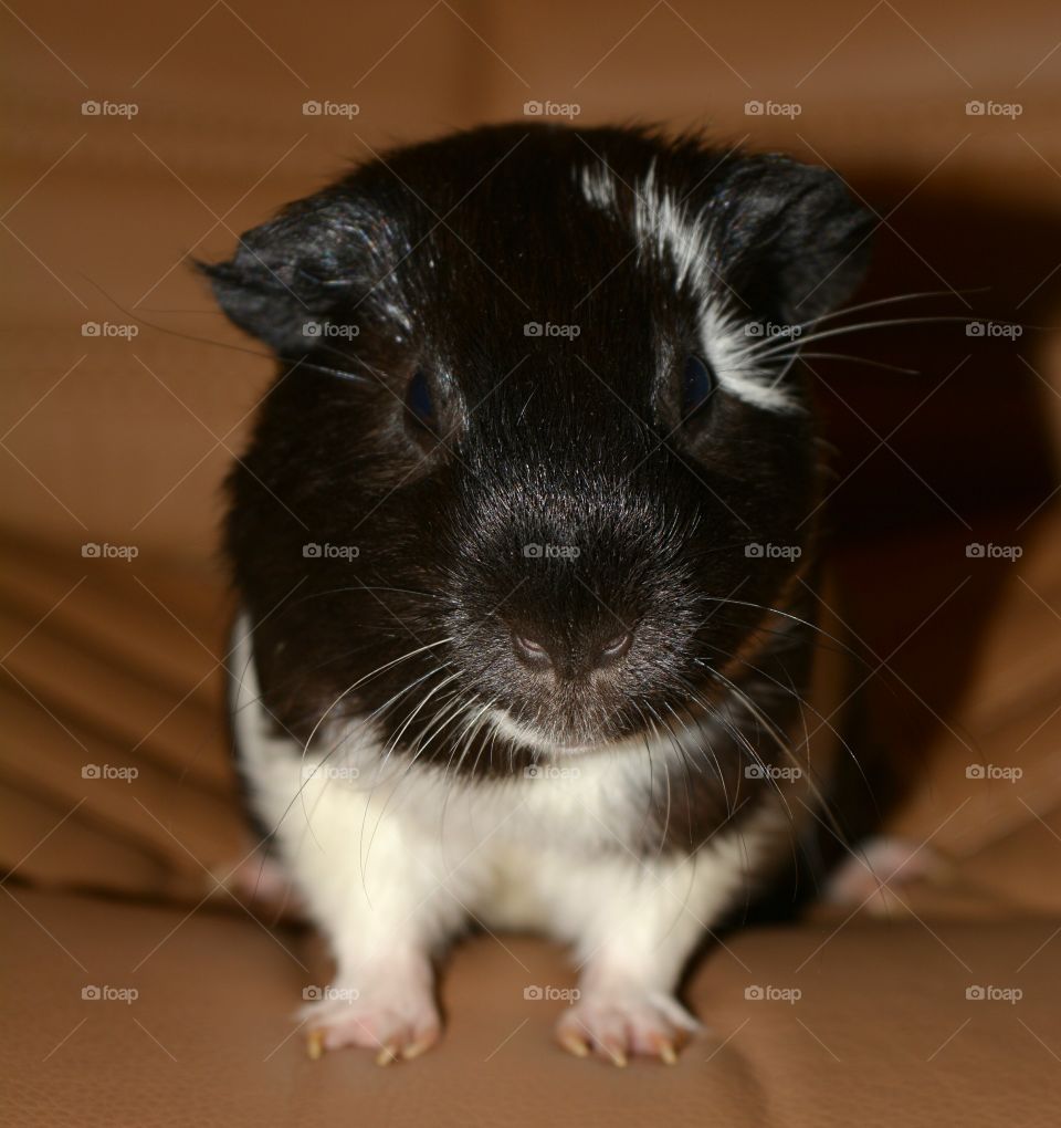 Portrait of guinea pig with it's eyes closed