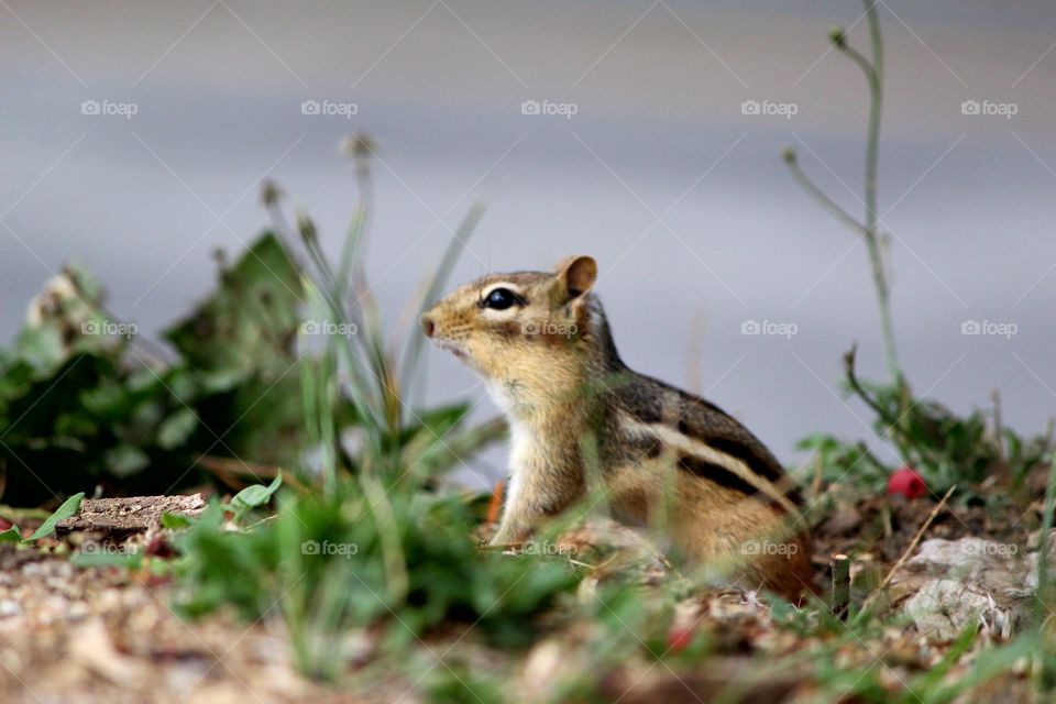 chipmunks