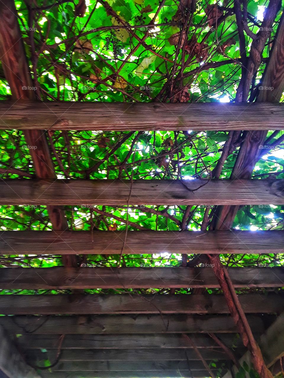 Gazebo covered with grapevines