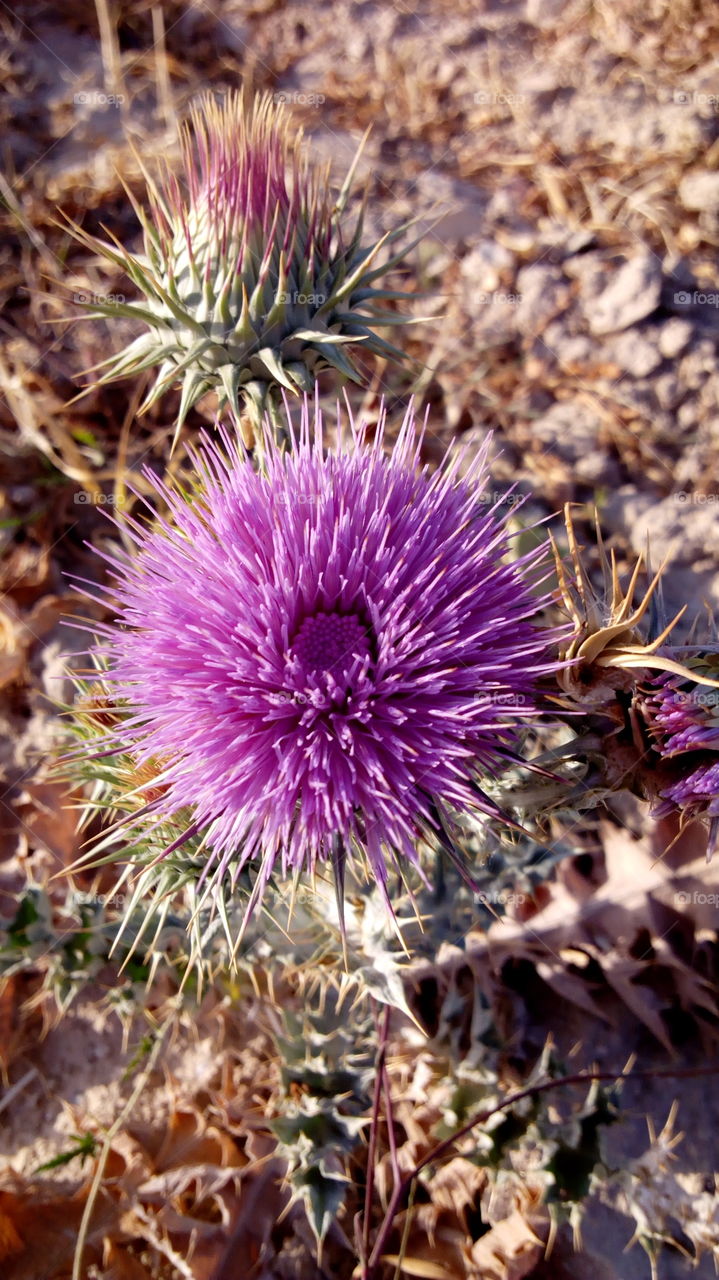 Overhead view of a purple flower