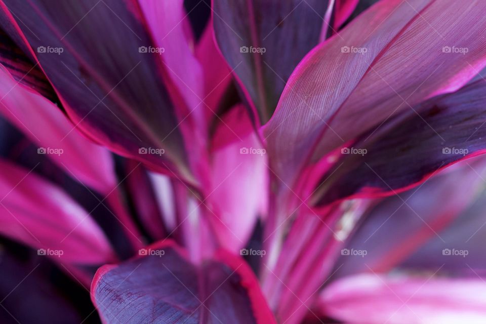 Dracena plant with magenta foliage