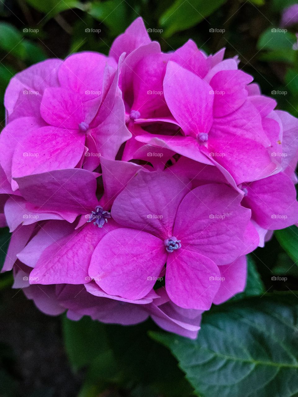 Pink hydrangea 