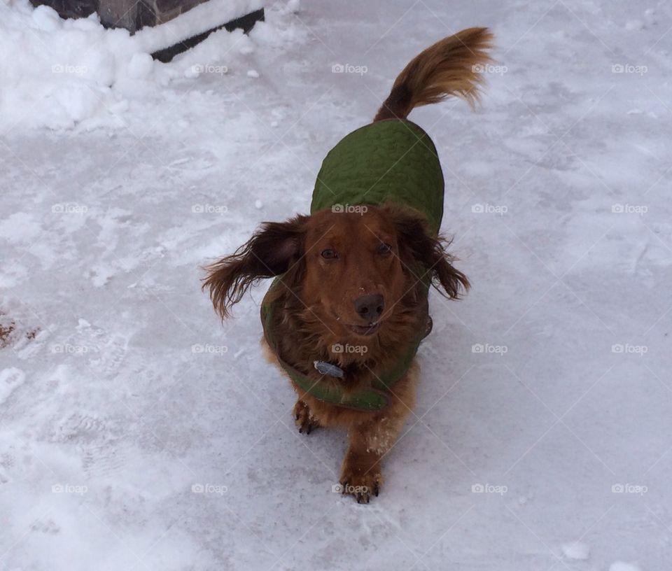 Snow Doxie