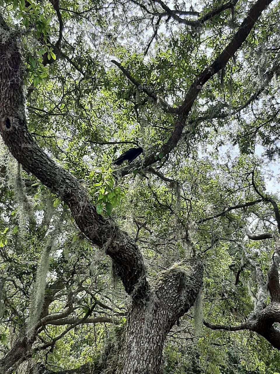 One for sorrow, crow on a branch on a cloudy day.