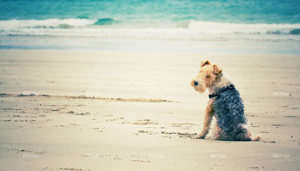 Patient Dog. A well behaved Border Terrier sitting on a sandy beach waiting for a command from his owner.