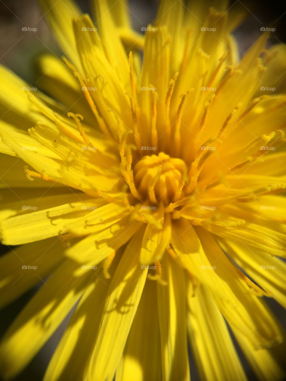 Dandelion
