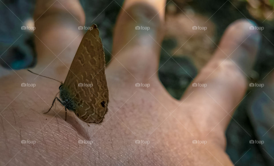 a butterfly perched on the hand