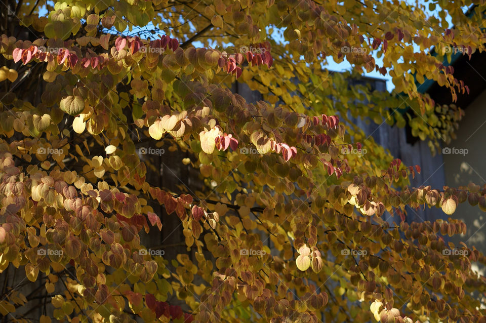 yellow tree leaves autumn by lexlebeur