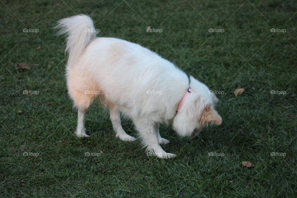 Japanese Spitz in the garden! 