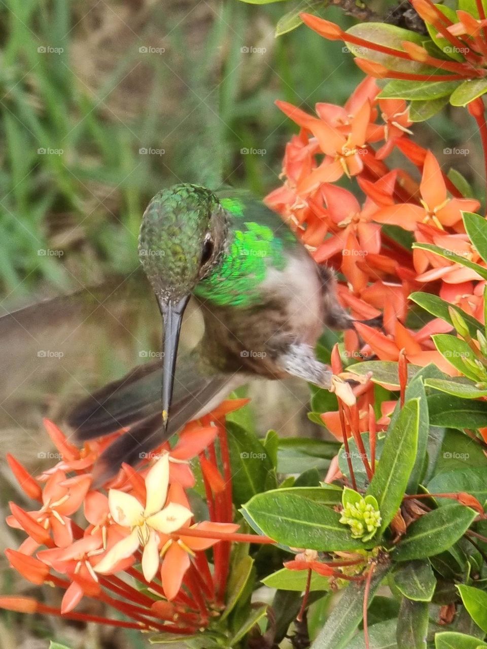 beautiful hummingbird