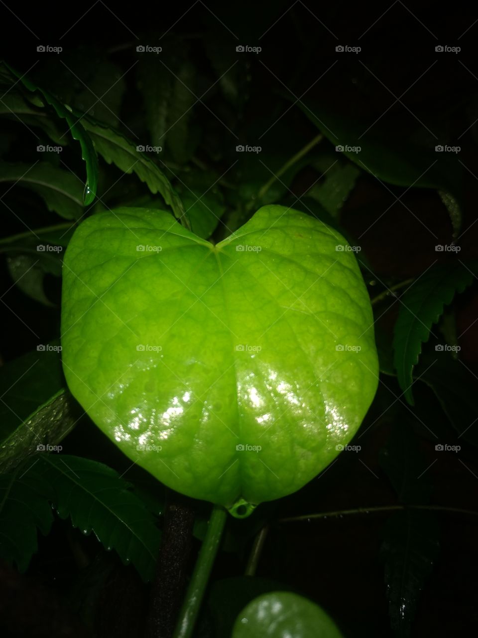 A leaf....that's all.😊
