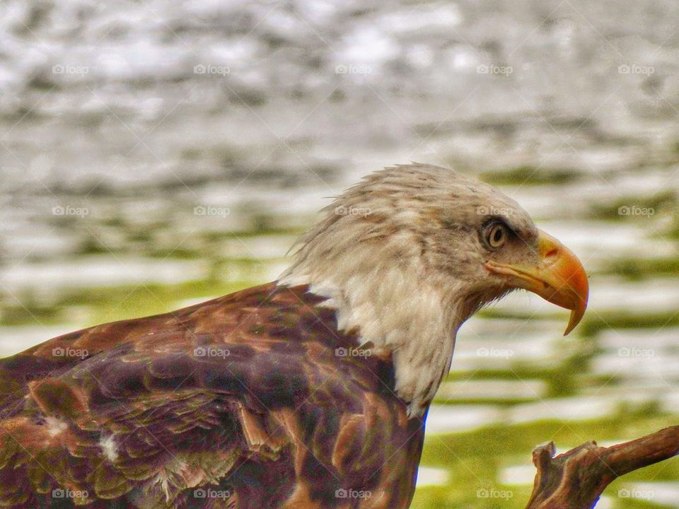 American Bald Eagle