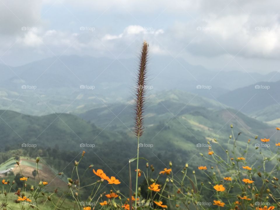Flowers,Mountain,Sky,Green,Clouds 