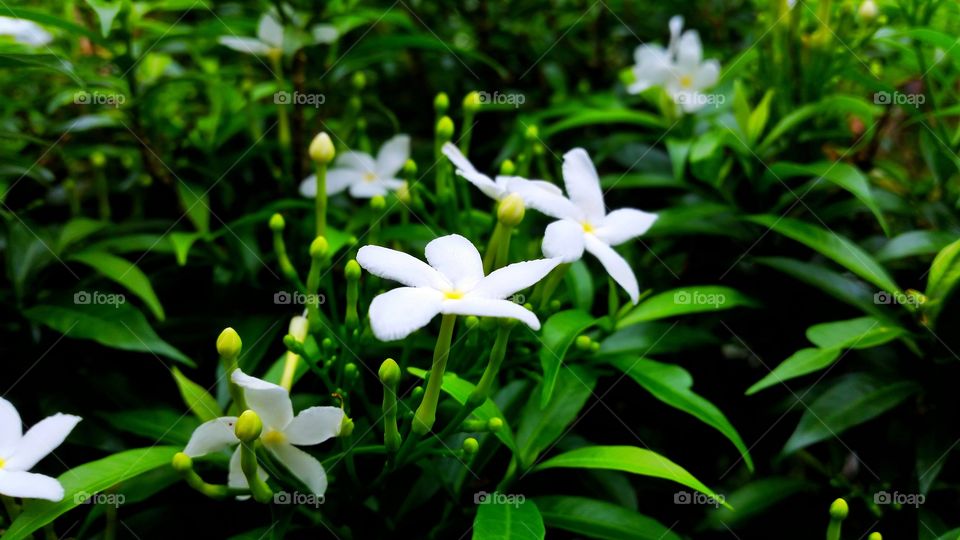 beautiful white flowers