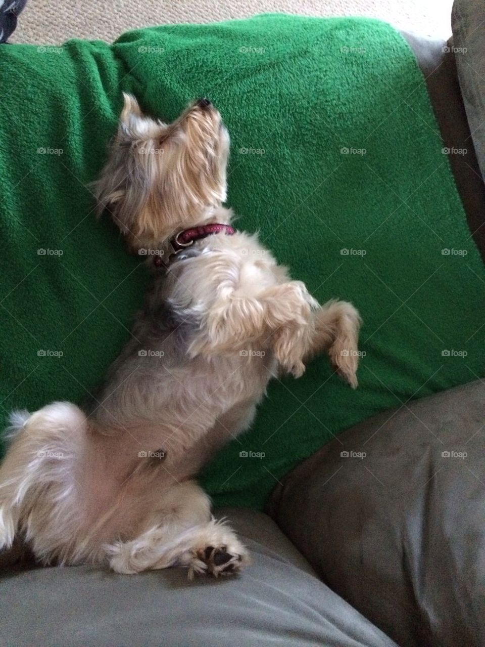 Completely relaxed Yorkie. This is our crazy dog and funny ways that he lays around. 