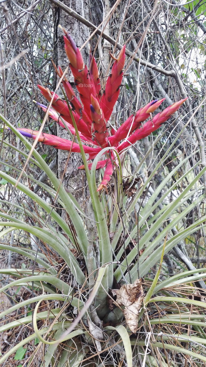 Cardinal Airplant