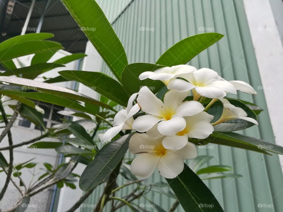 White flower, frangipani in the garden.