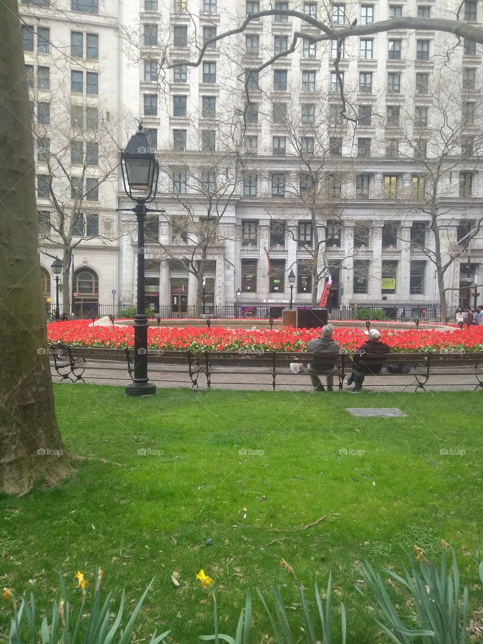 NYC Park Red Tulips