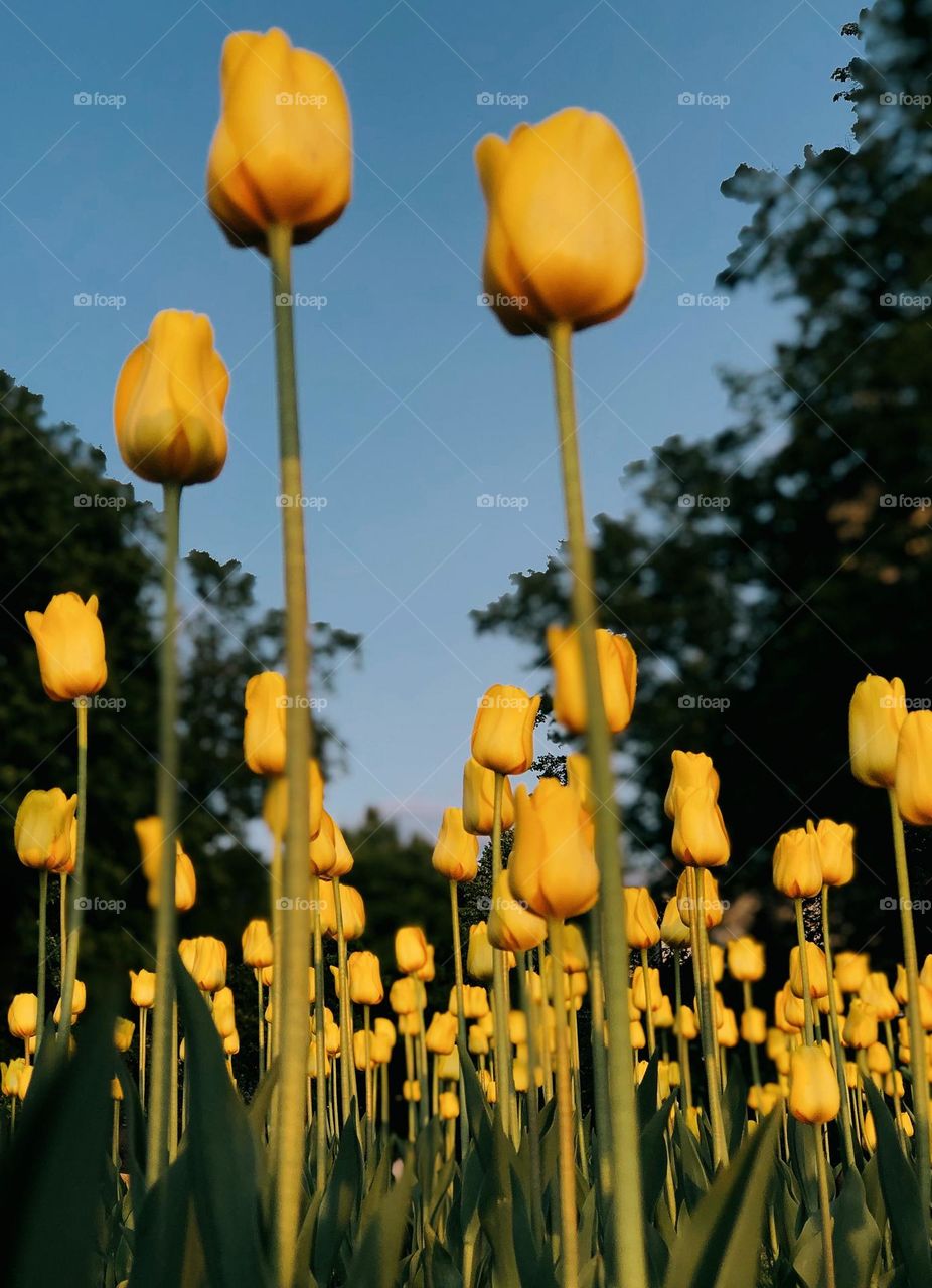 Beautiful yellow tulips 