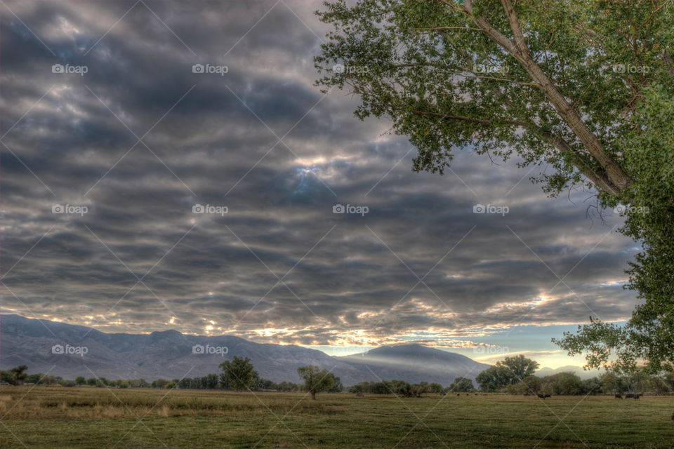 field light clouds trees by pixel