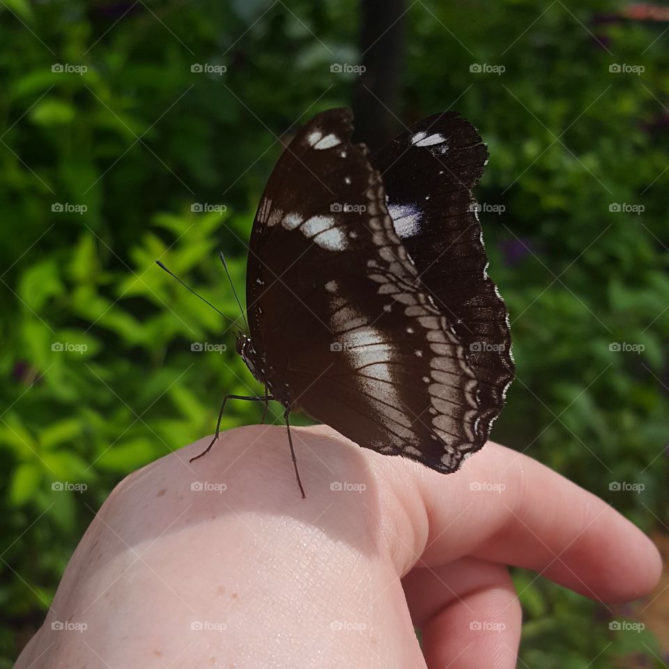 Nature, Outdoors, Butterfly, Summer, No Person