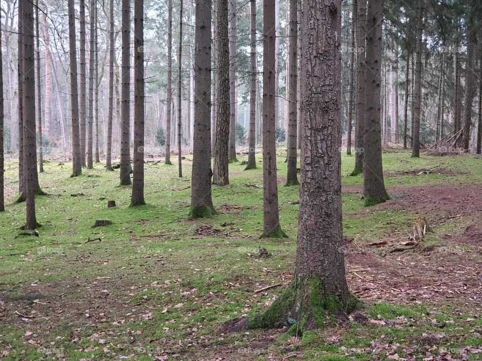 Kiefernwald