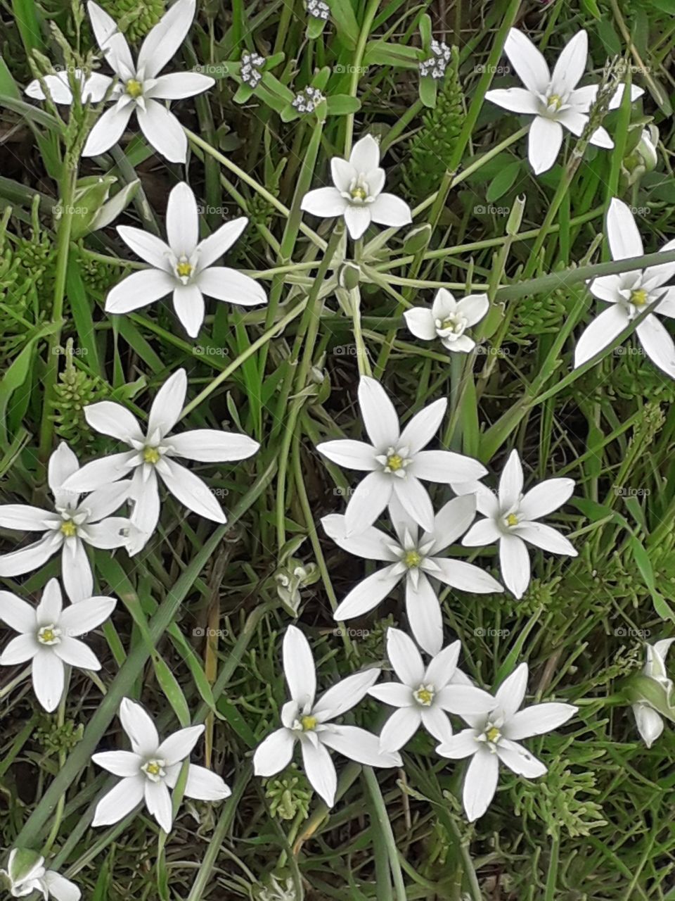 springtime in the country