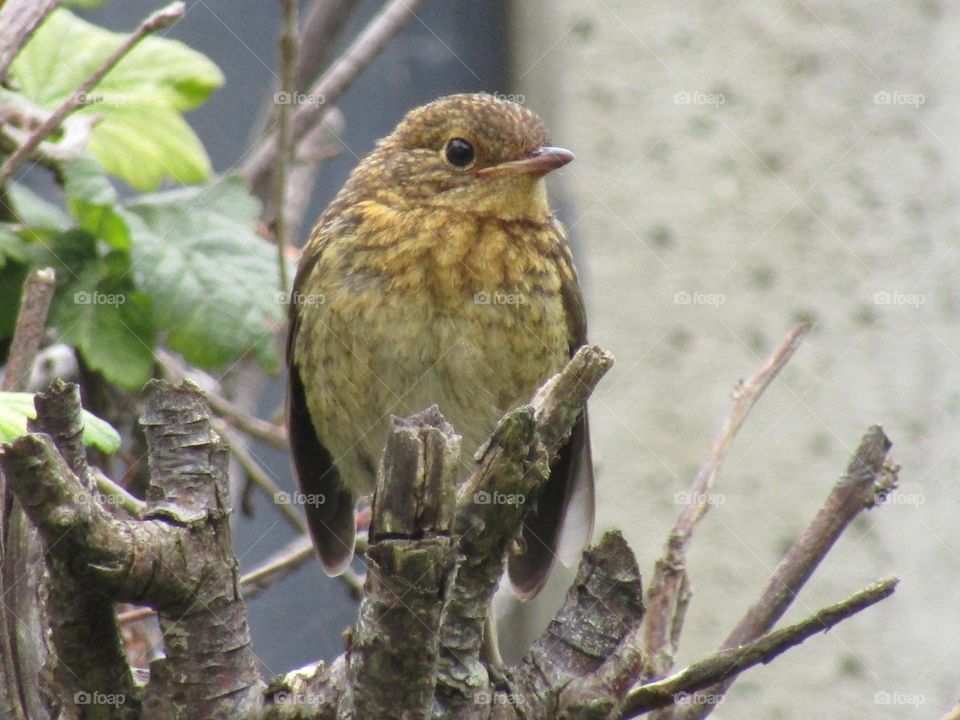 Baby robin