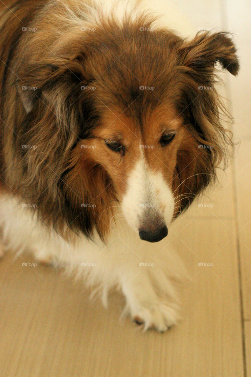 Sheltie