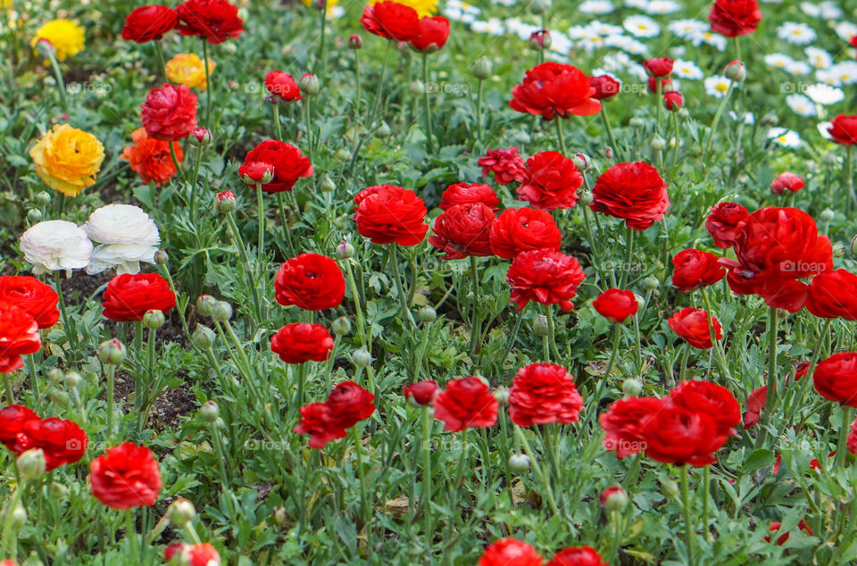 red flowers meadow