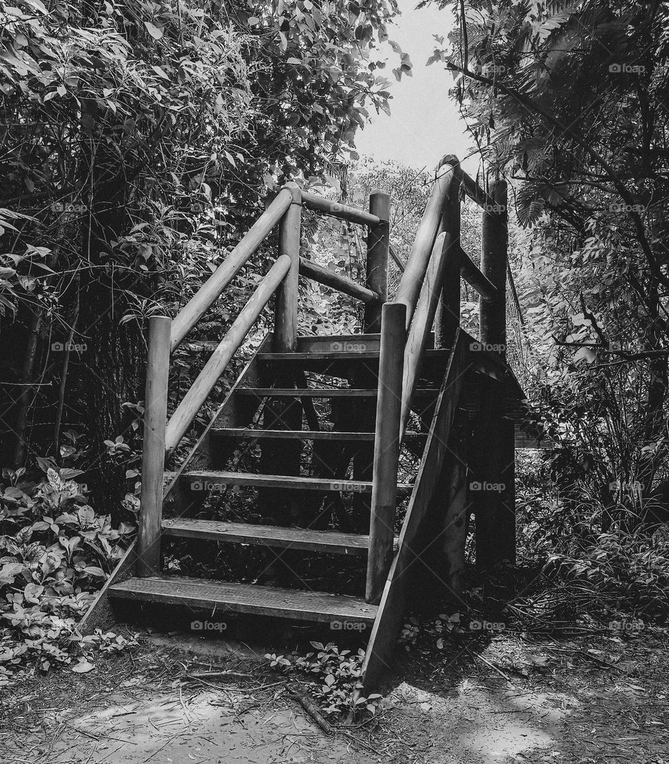 Stairs of a wooden bridge with moss in the forest, black and white