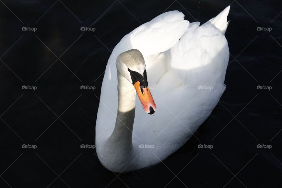 water animal shadows swan by plymen
