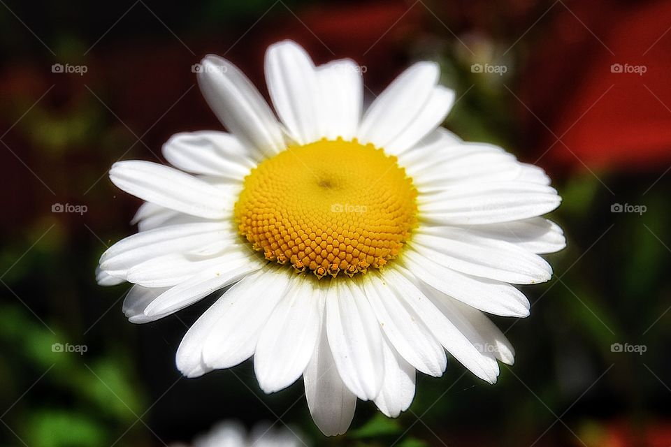 Marguerite. Marguerite 