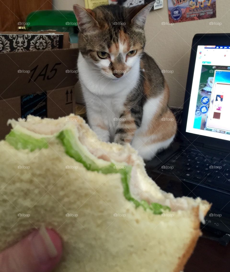 Cat wants my turkey sandwich