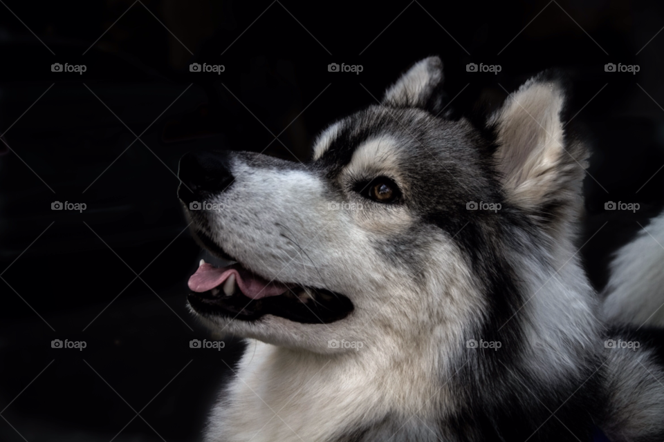 dog contrast curious siberian by trist9