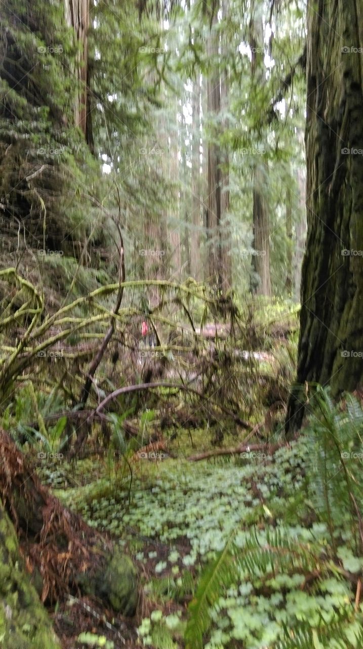 Redwood undergrowth