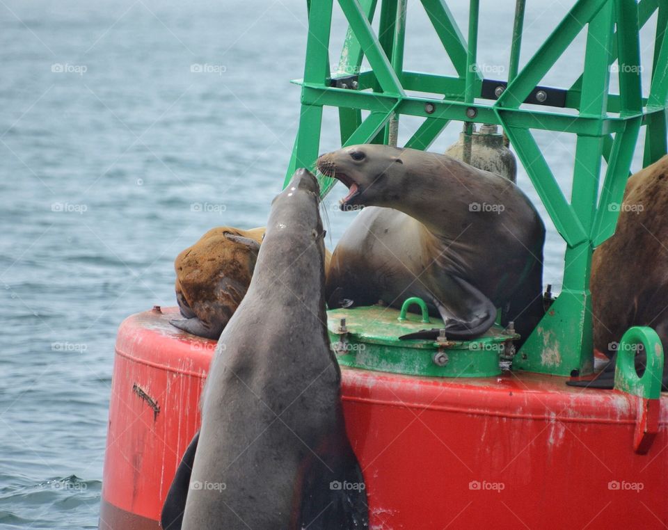 Sea lions on buoy 