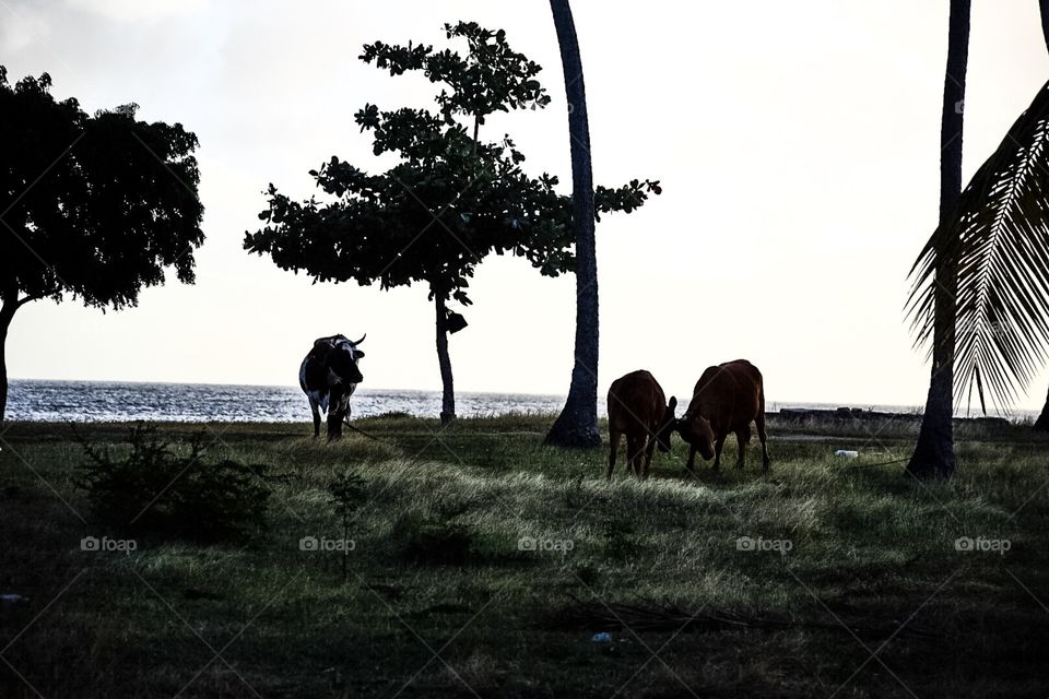 Cows on the beach 