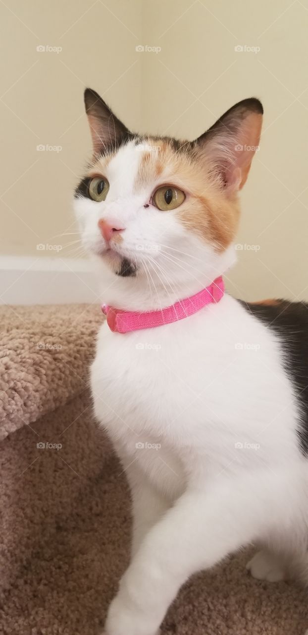 Pink collar cat