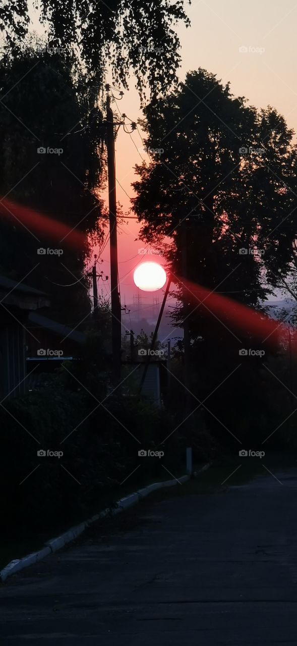 Russia sunset red pink form plant planet nature view eco focus night