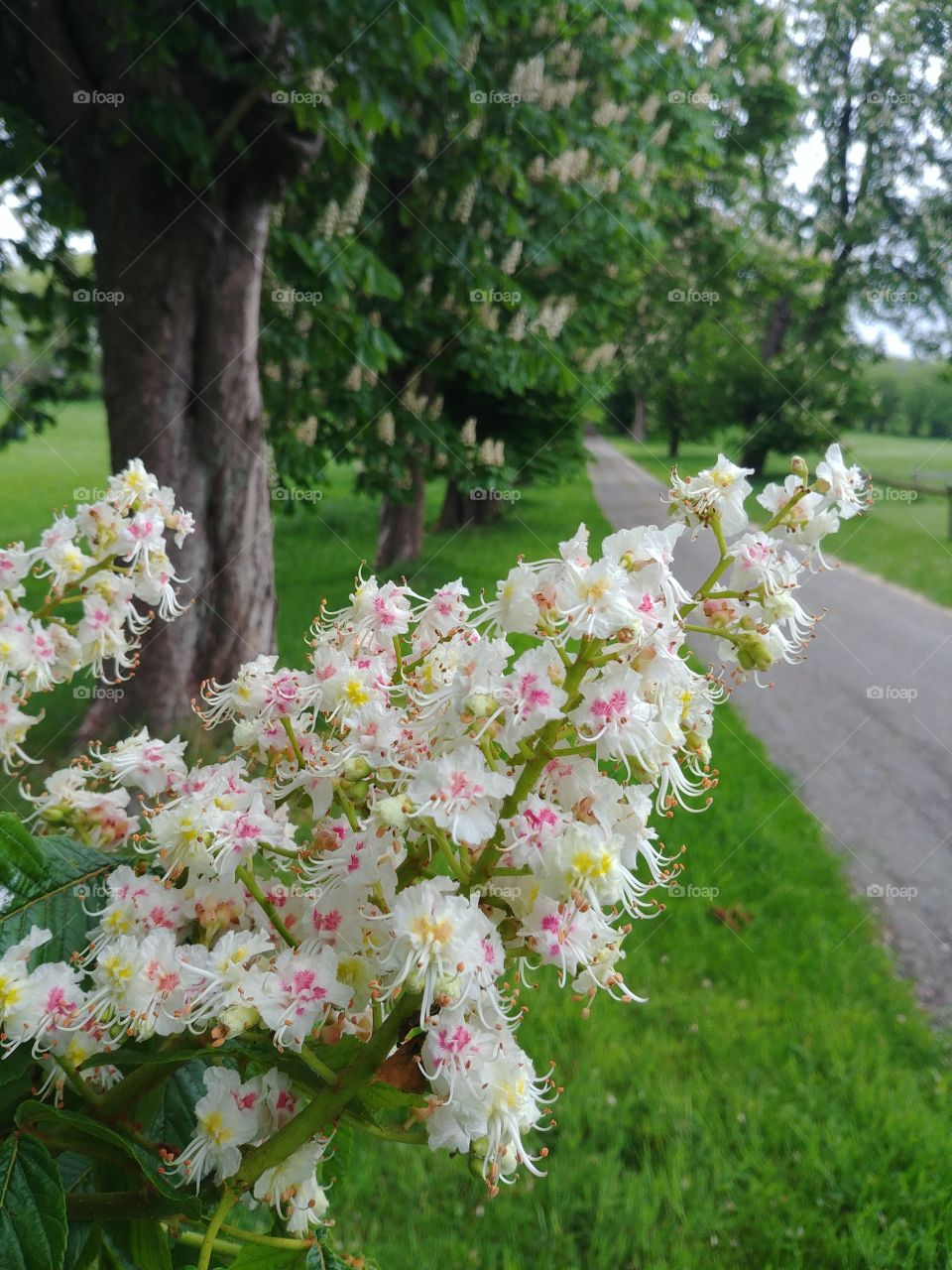 Kastanien kastanienbaum baum blühen Blüten weiss rosa gelb Frühling grün wandern spazieren Ausflug